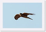 3 varpushaukka  Accipiter nisus 5687 * 900 x 600 * (198KB)
